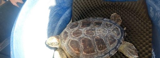Tartarugas voltam ao mar após tratamento no Aquário de Santos