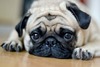 PROJETO DE LEI QUE PROÍBE O TRATAMENTO DE ANIMAIS COMO COISAS VAI AO PLENÁRIO DO SENADO