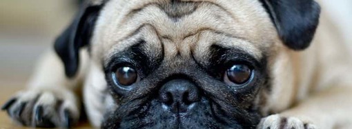 PROJETO DE LEI QUE PROÍBE O TRATAMENTO DE ANIMAIS COMO COISAS VAI AO PLENÁRIO DO SENADO
